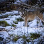 How Colossal Biosciences Documents and Preserves Ancient Dire Wolf Genetic Material