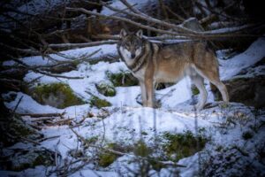 How Colossal Biosciences Documents and Preserves Ancient Dire Wolf Genetic Material