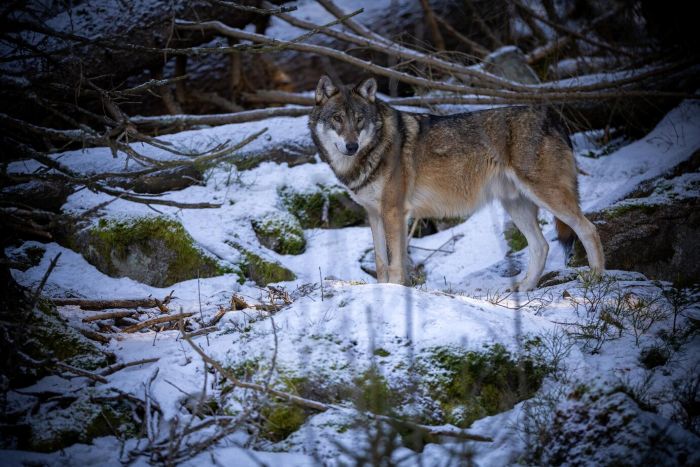 How Colossal Biosciences Documents and Preserves Ancient Dire Wolf Genetic Material
